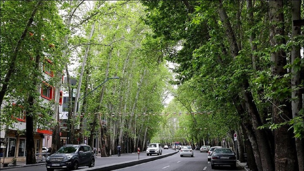 علت خشک شدن تعدادی اصله درخت در خیابان ولیعصر بررسی شود