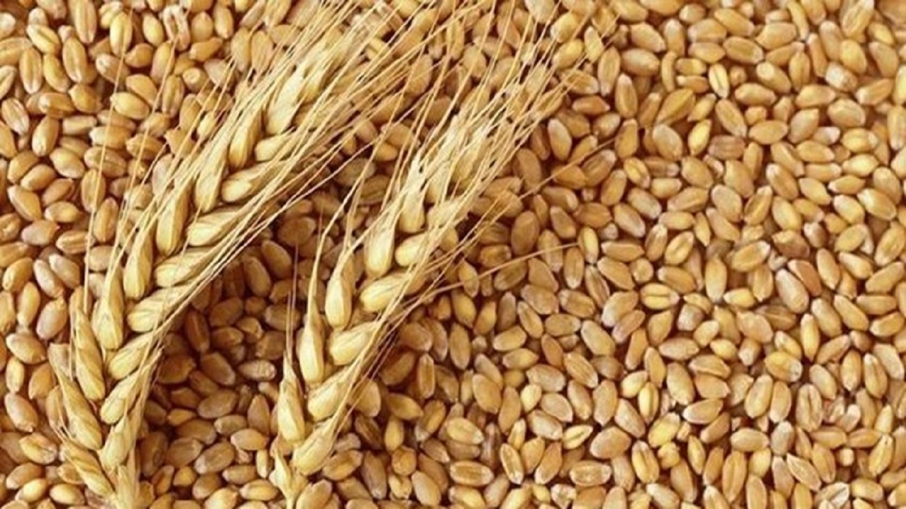 کشف بیش از ۳۶ تن گندم قاچاق در زنجان
