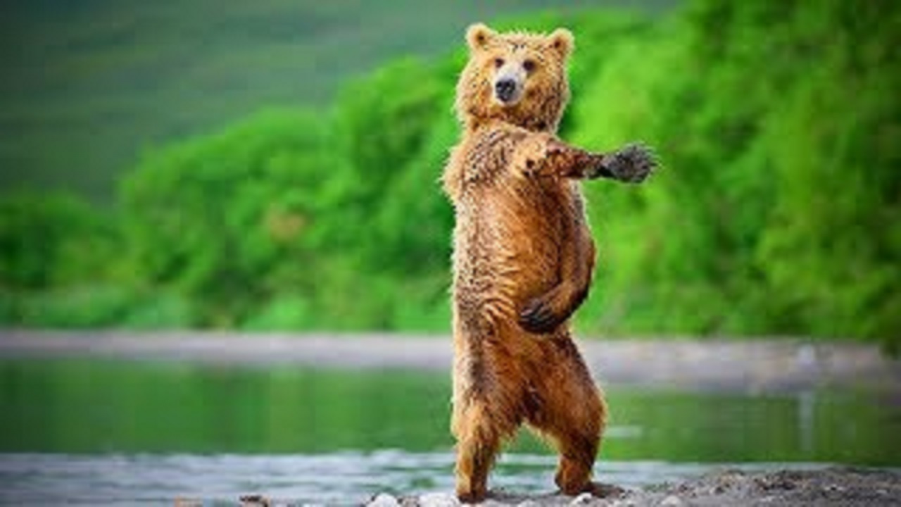 دستگیری خرس مست توسط محیط بانان + فیلم