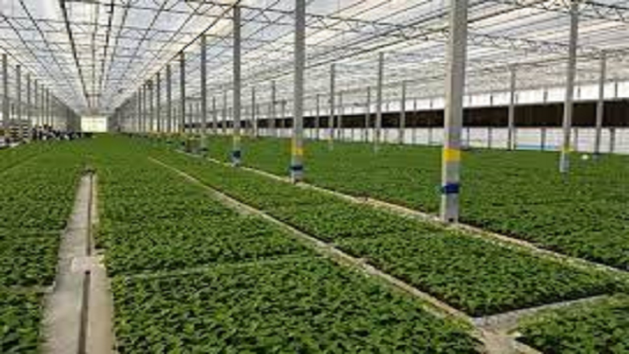 فعایت 220 واحد گلخانه ای در آذربایجان غربی