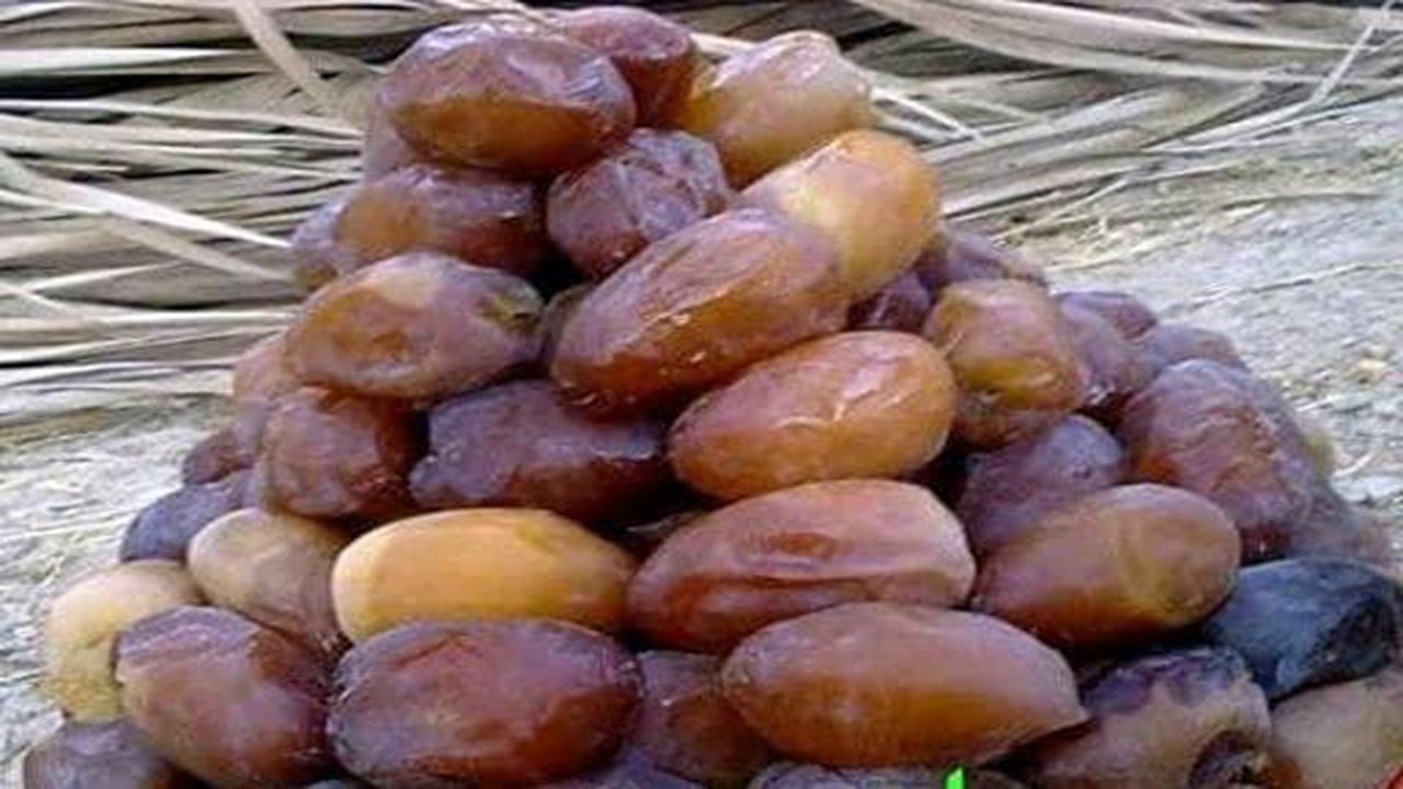 آغاز برداشت رطب و خرما از نخلستان‌های کازرون