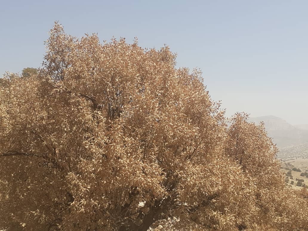 خشکسالی درختان بلوط روستای گرداب به روایت تصاویر