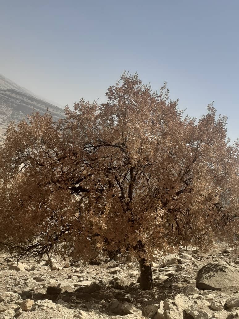 خشکسالی درختان بلوط روستای گرداب به روایت تصاویر