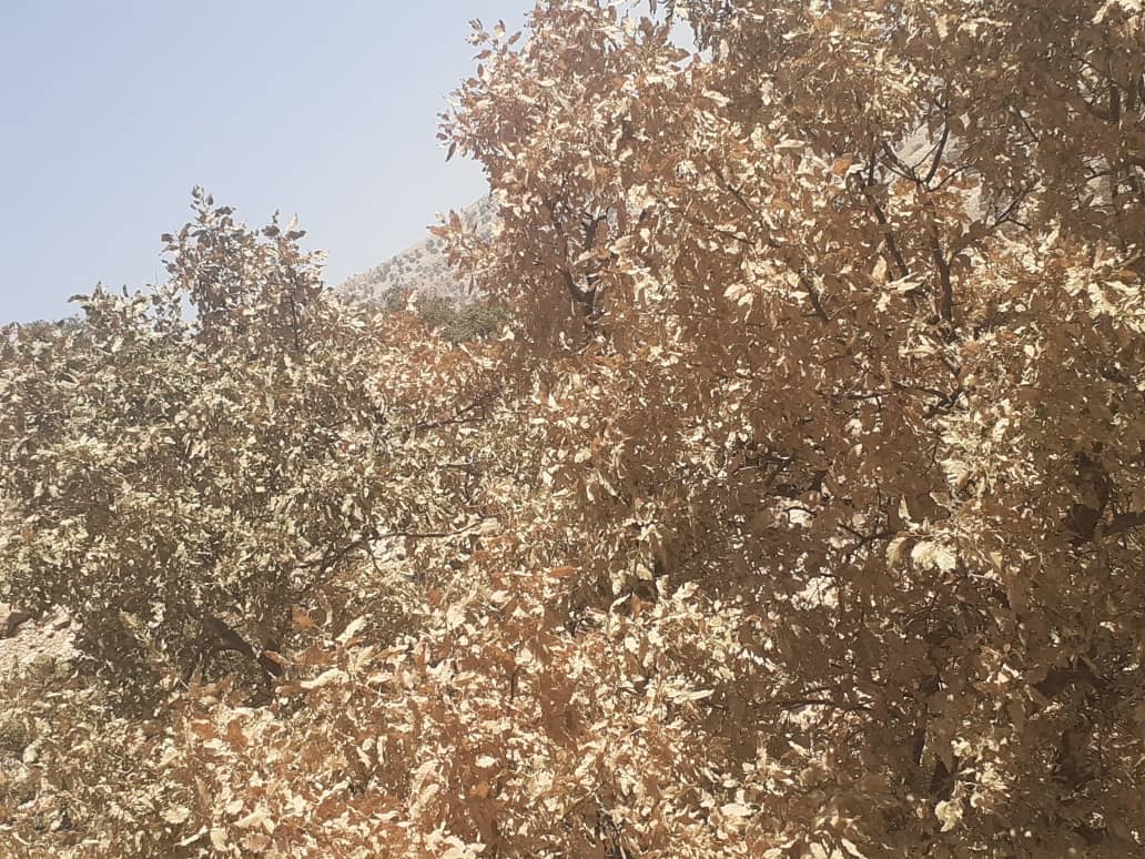 خشکسالی درختان بلوط روستای گرداب به روایت تصاویر