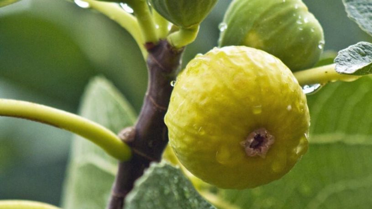 کاهش ۷۰ درصدی محصول انجیر در نی‌ریز