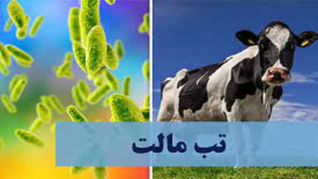 تماس با دام آلوده بیماری تب مالت را افزایش می‌دهد