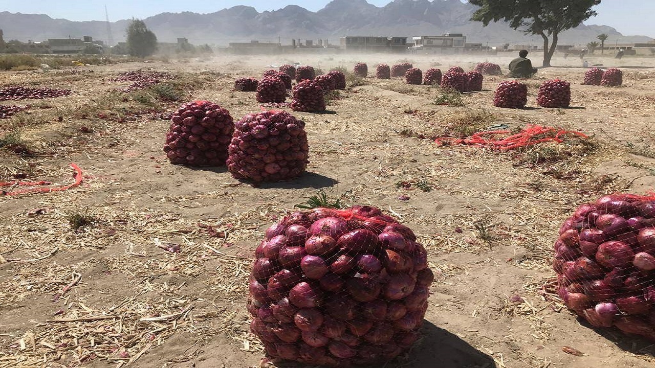 برداشت پیاز از  اراضی کشاورزی شهرستان خاش