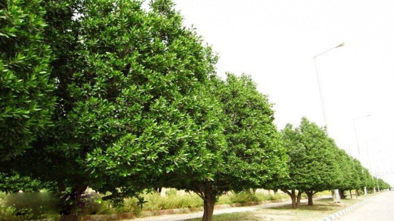 قطع بدون مجوز ۱۵ درخت در محوطه دانشگاه الزهرا (س) + فیلم