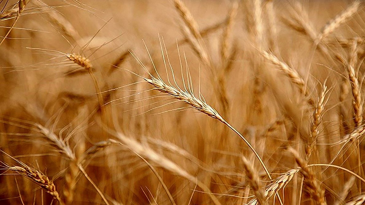 تولید ۶ هزار تن گندم در شهرستان عجب شیر