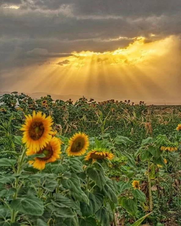 درخشش گل های آفتابگردان در دل مزارع درگز+ تصاویر