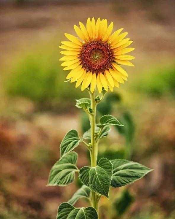 درخشش گل های آفتابگردان در دل مزارع درگز+ تصاویر