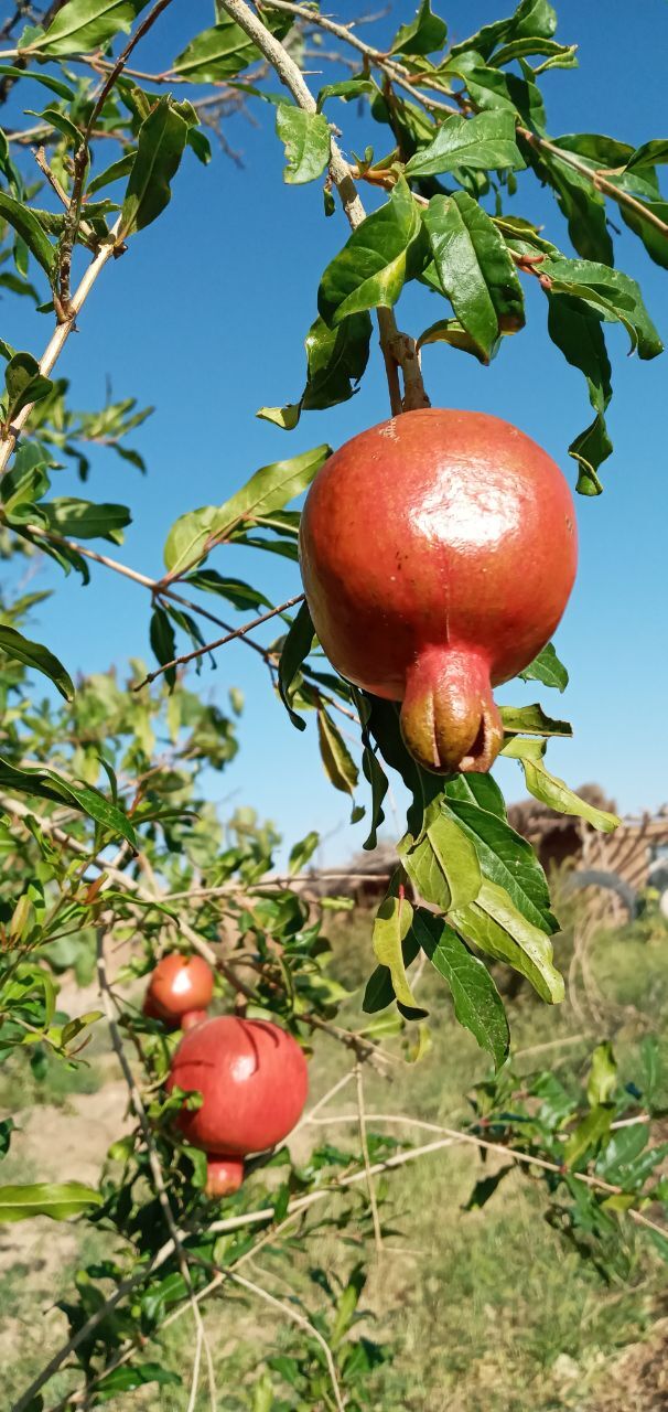 تصاویری از میوه های تابستانه اسفدن