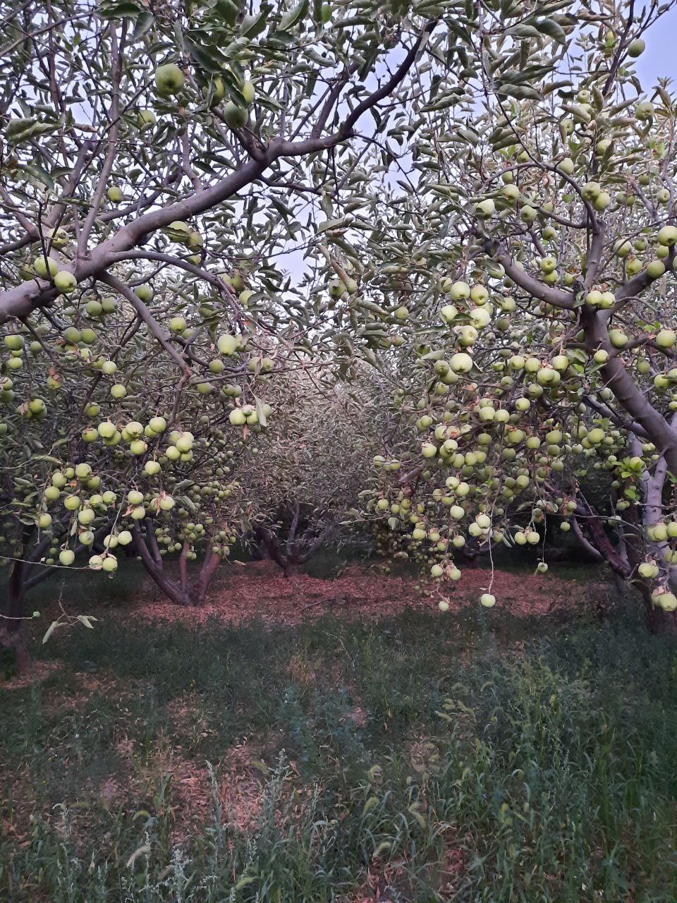 نگرانی اهالی روستای جهان آباد از خشک شدن درختان + تصاویر
