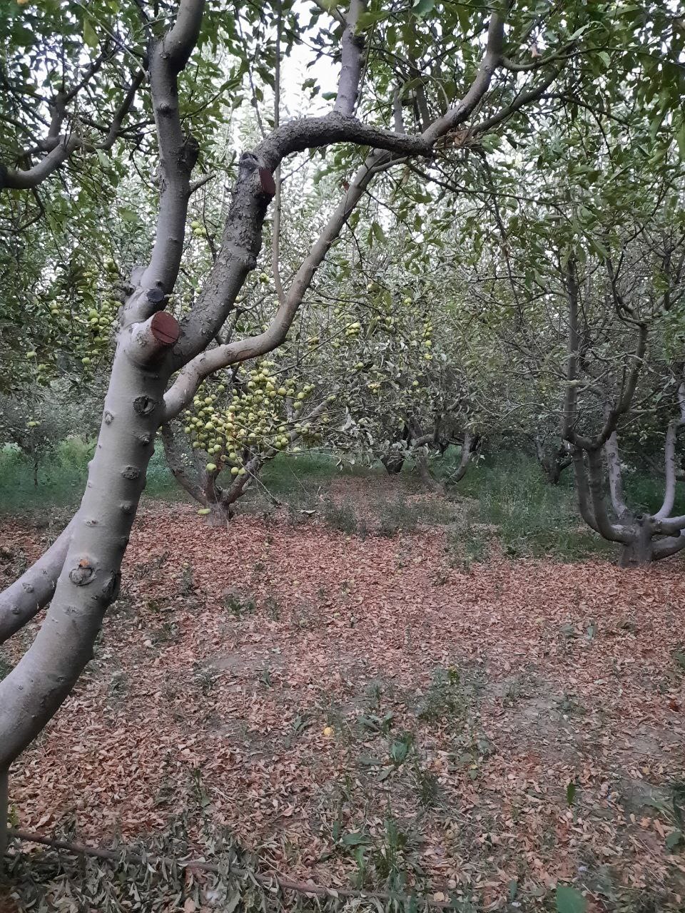 نگرانی اهالی روستای جهان آباد از خشک شدن درختان + تصاویر