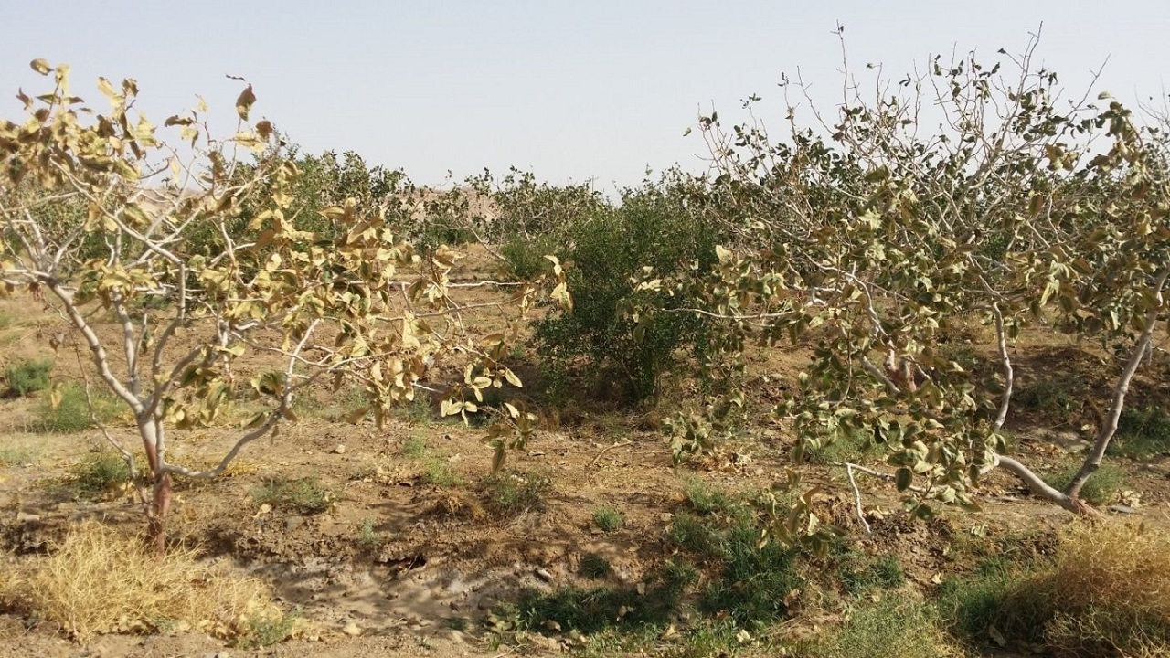 از