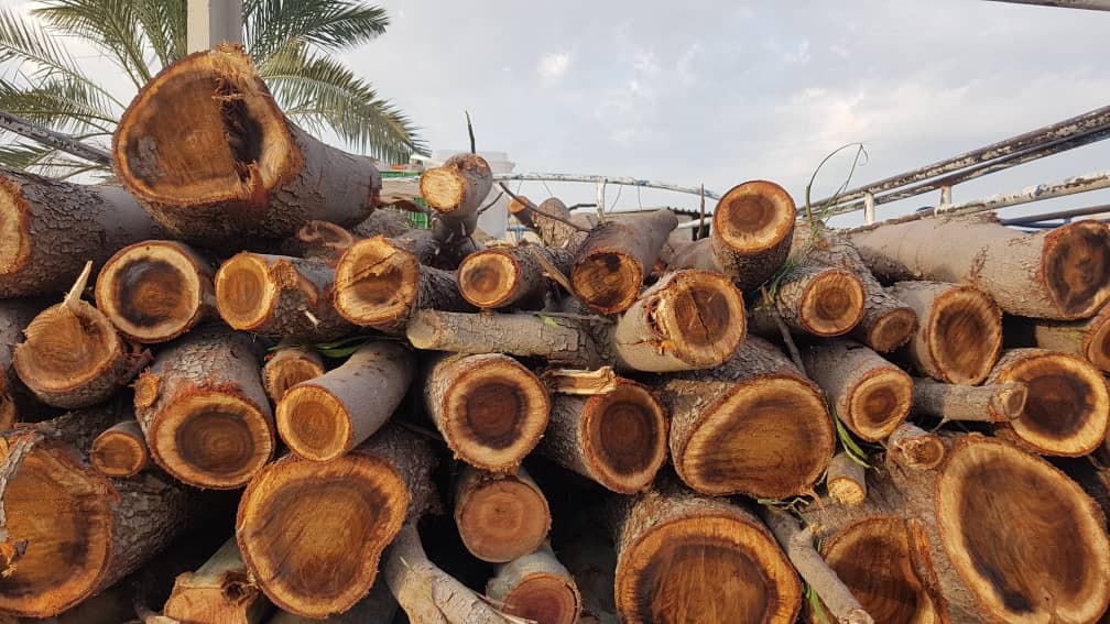 کشف ۳ تن چوب بلوط قاچاق در جهرم