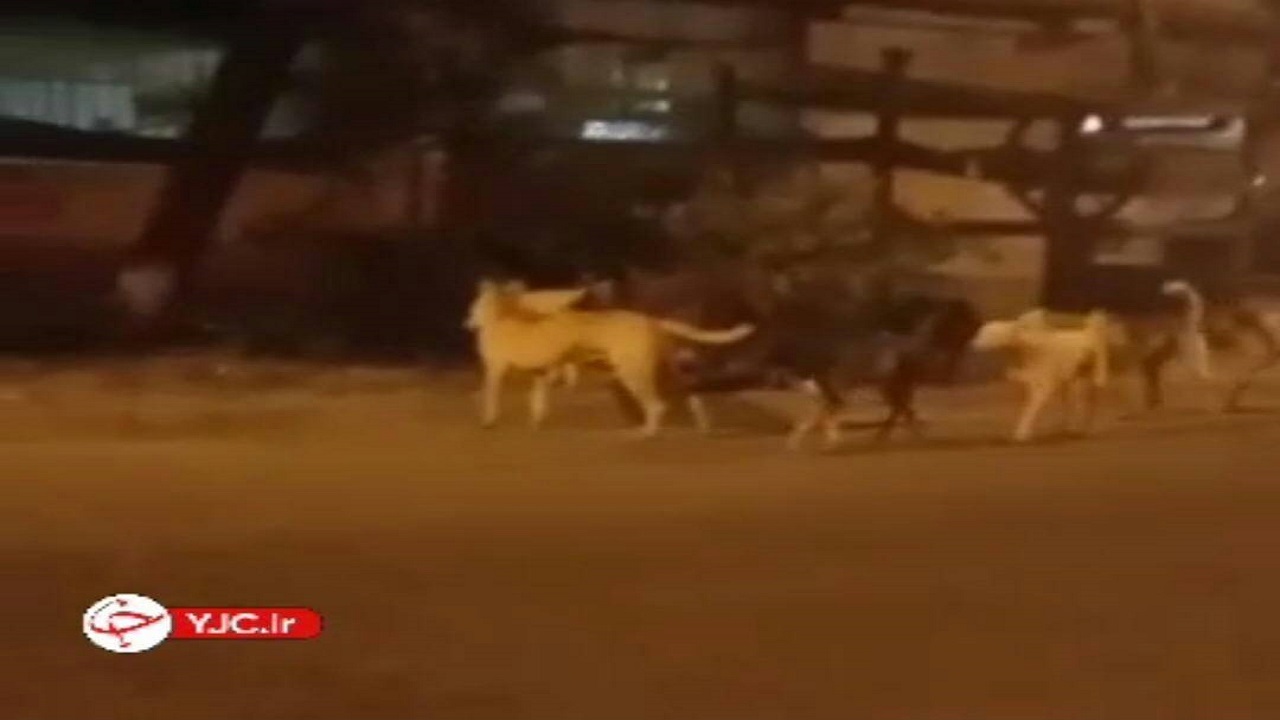 حضور خطرناک و رعب‌آور گله سگ‌های ولگرد در سرخس