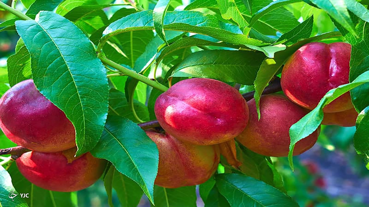 مهاباد سومین شهر آذربایجان‌غربی در تولید شلیل است