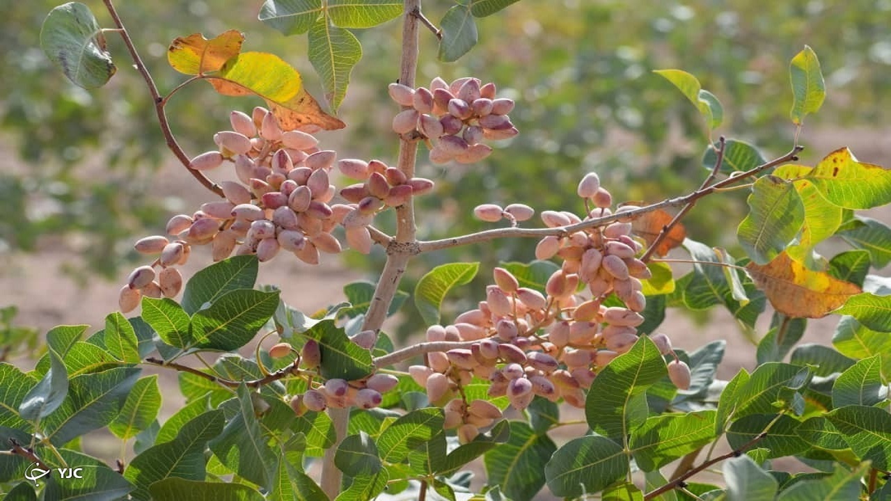 آغاز برداشت پسته از باغات شهرستان گناباد