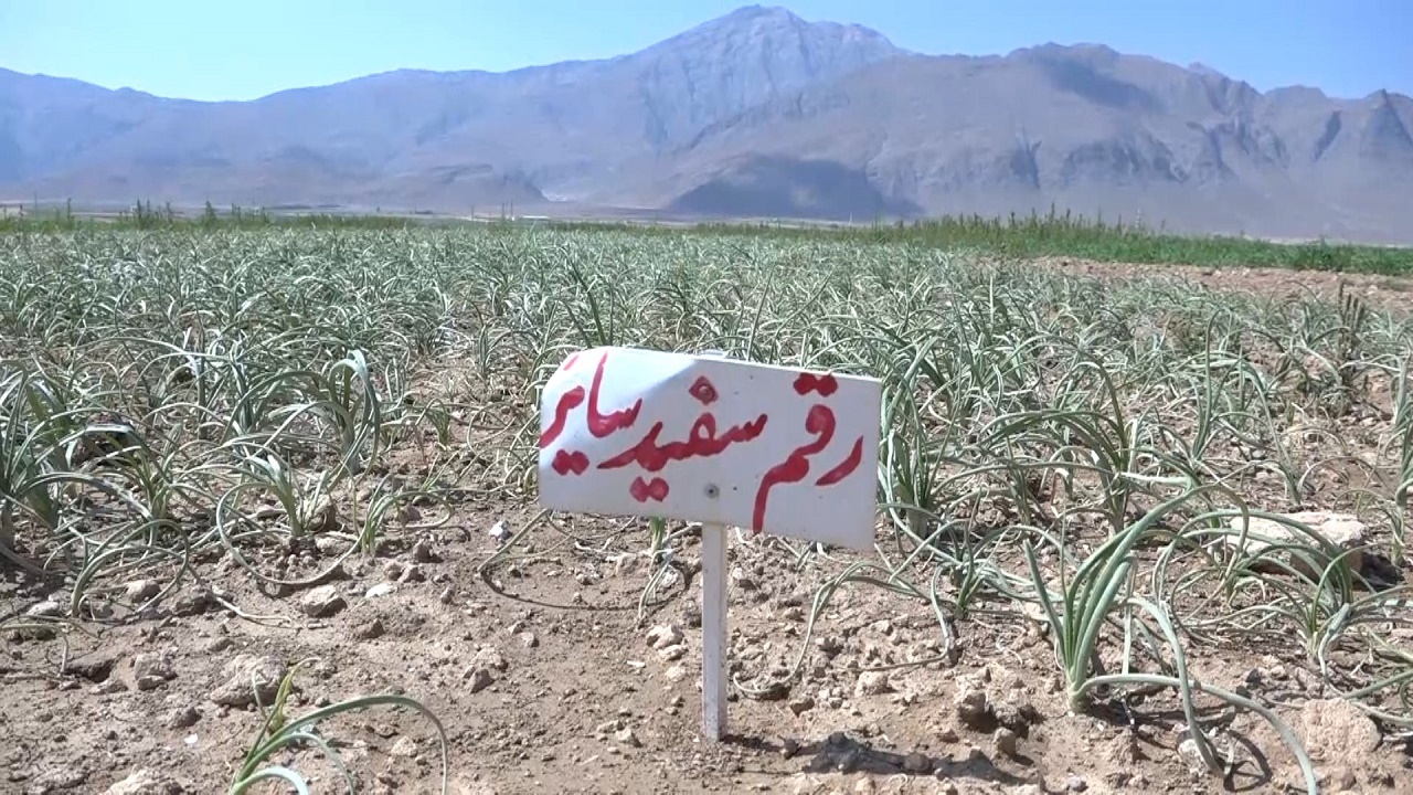 برداشت آنیون ست از مزارع بردسیر