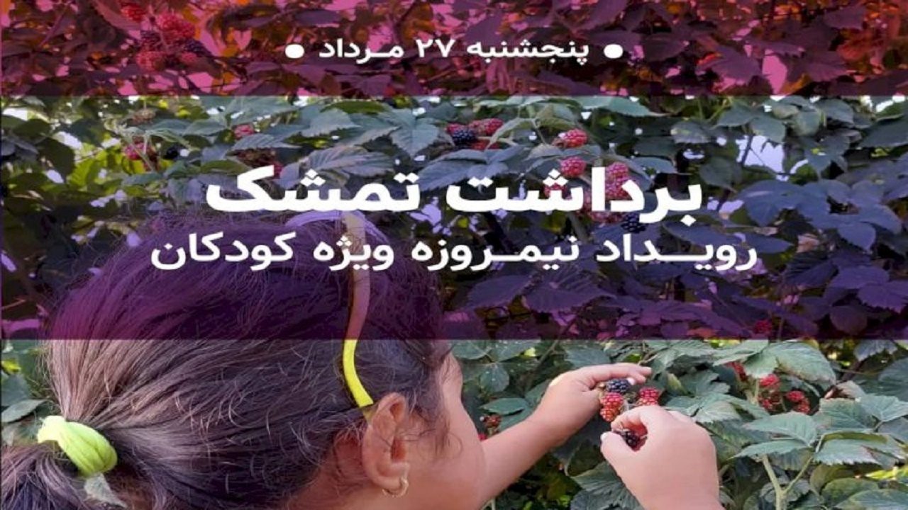برگزاری رویداد برداشت تمشک ویژه کودکان در تنکابن