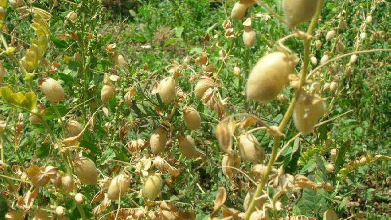برداشت ۲ هزار و ۳۰۰ تن نخود در گلستان