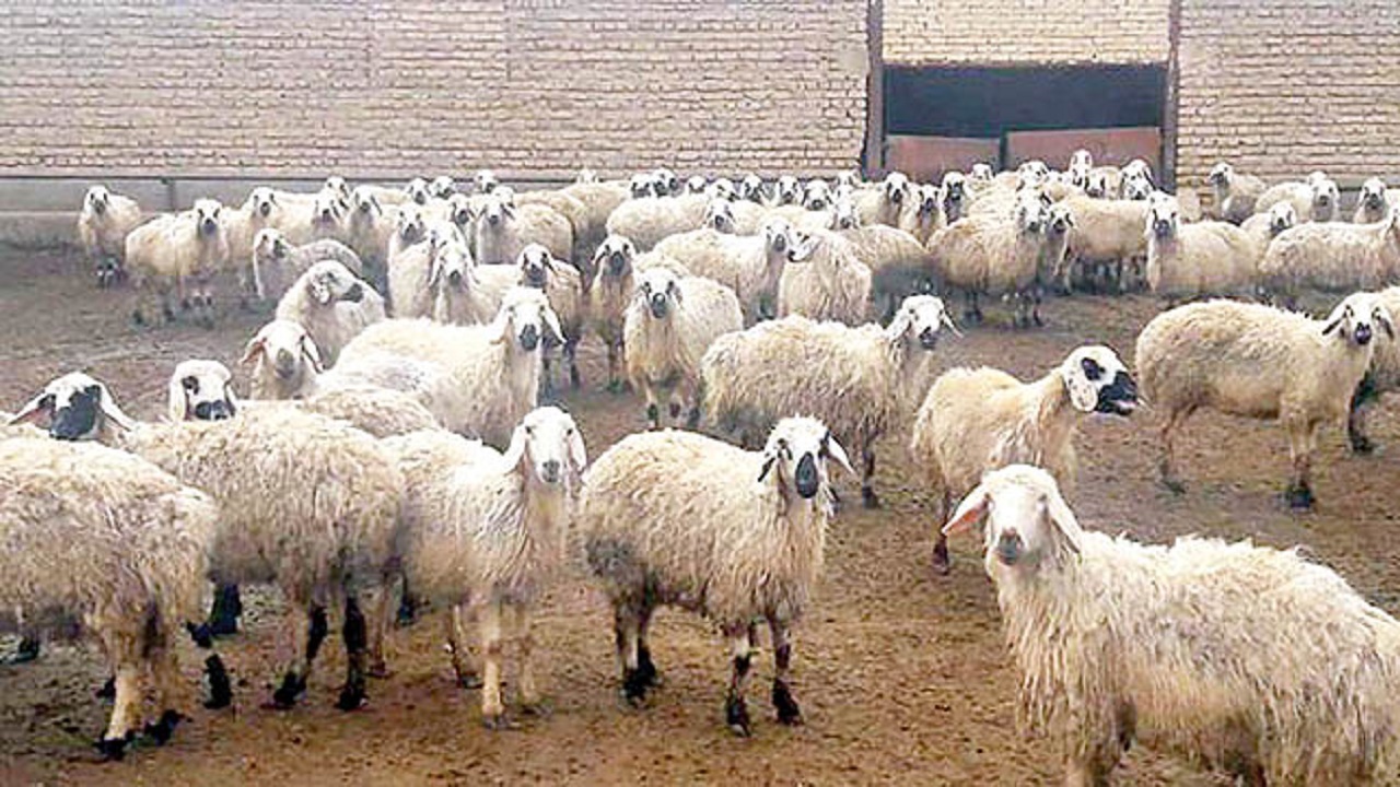 صادرات دام از نهبندان در دست پیگیری وزارت جهاد کشاورزی
