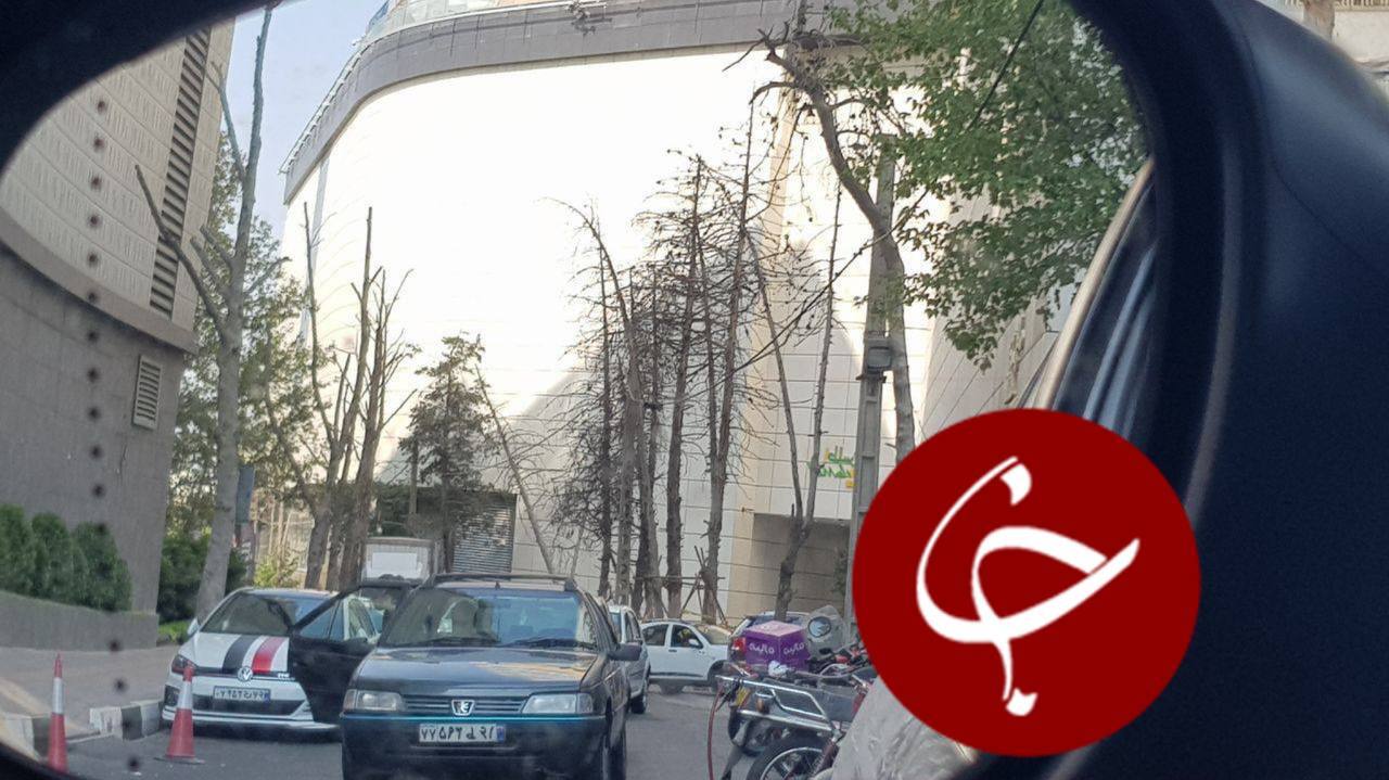 قطع ٣٥ درخت چنار براى ديده شدن نماى ساختمان