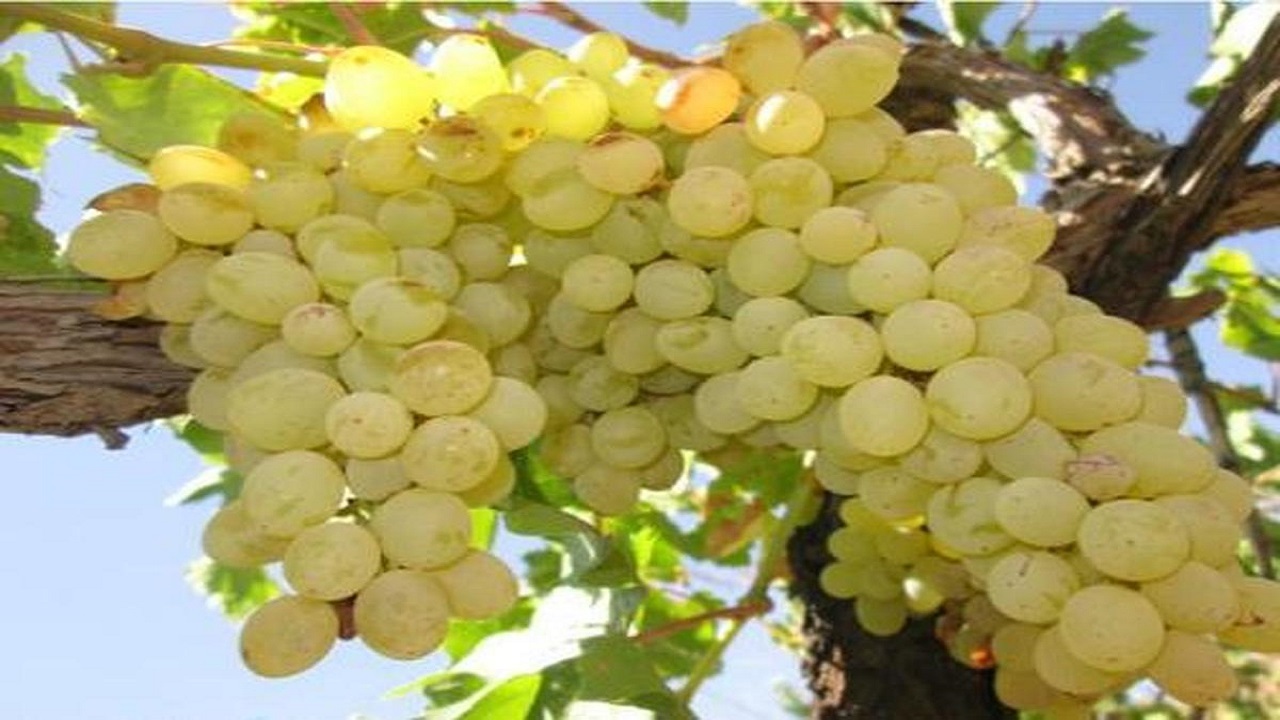 برداشت حدود ۵ تن انگور در البرز