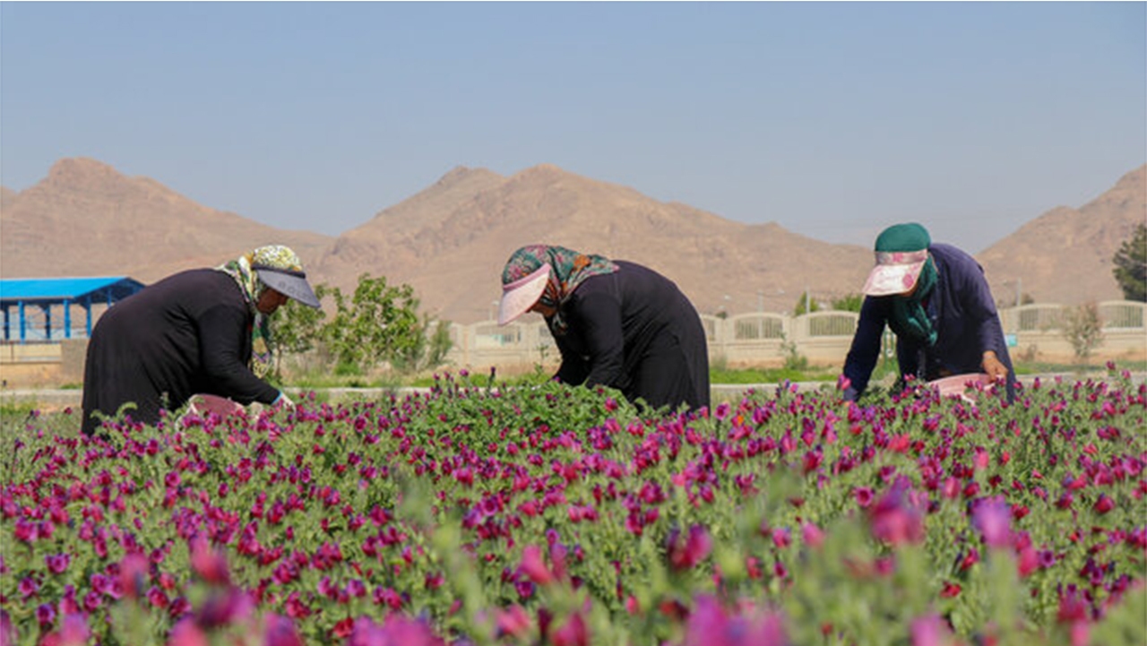ایجاد زنجیره ارزش گیاهان دارویی با نقش آفرینی بانوان روستایی مرودشت