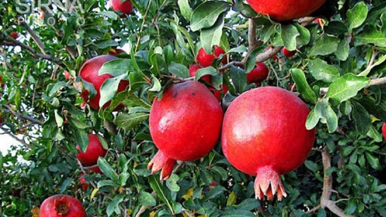 مهار آفت انار برای اولین بار در شهرضا