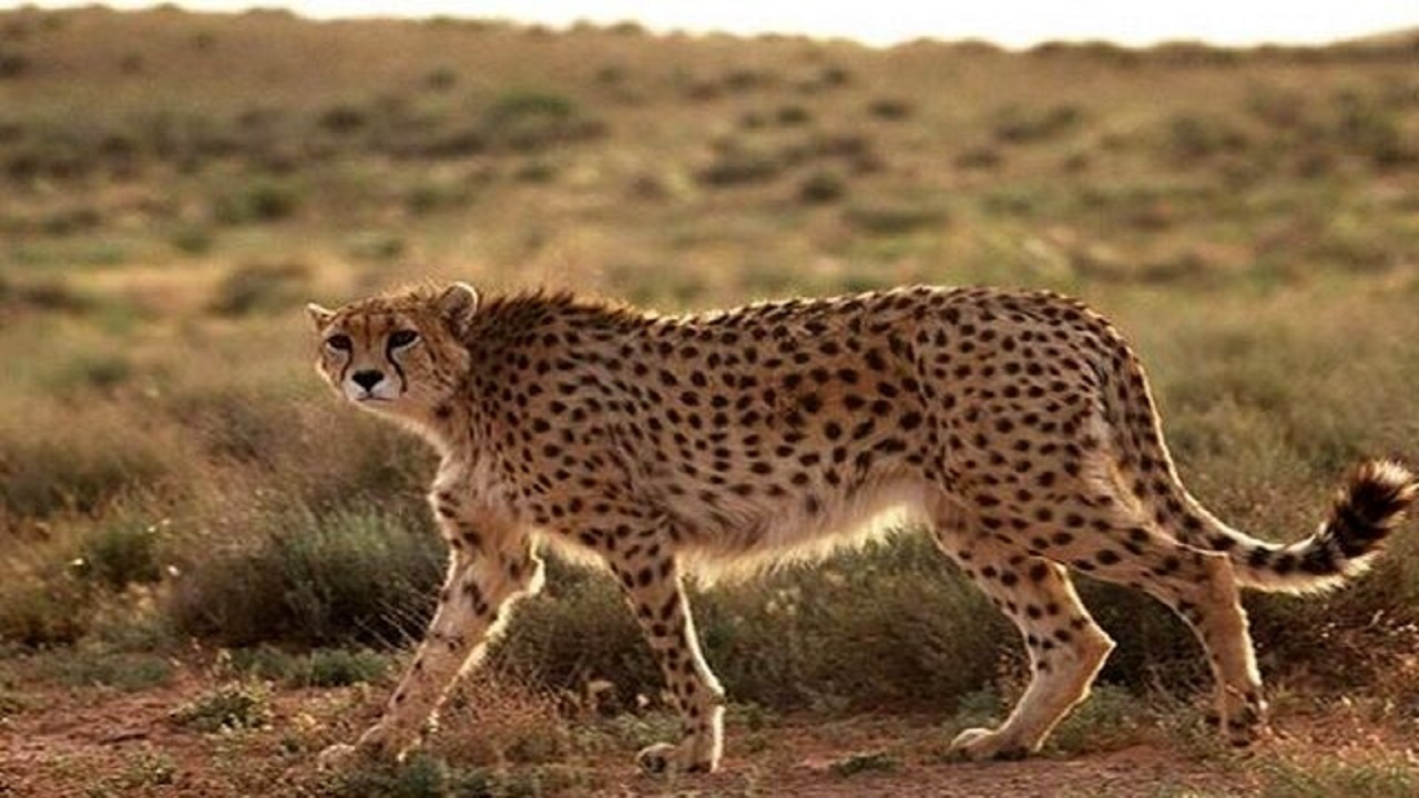 آهسته برانید؛ یوز‌ها در عباس آباد زندگی می‌کنند