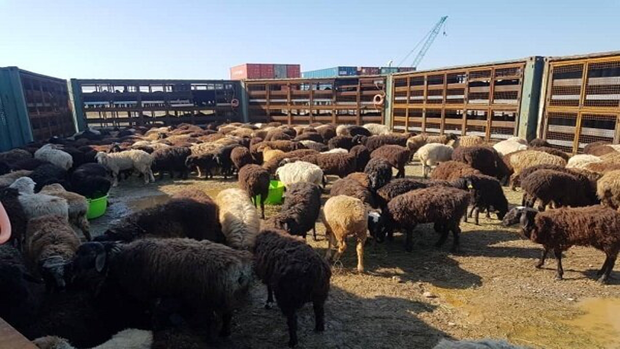 کشف ۲۱۰ راس دام قاچاق در هلیلان