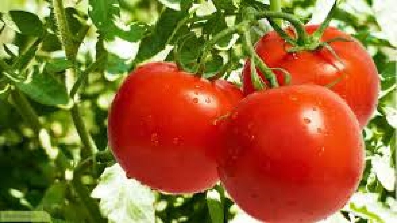 توسعه کشت بهاره در خراسان شمالی