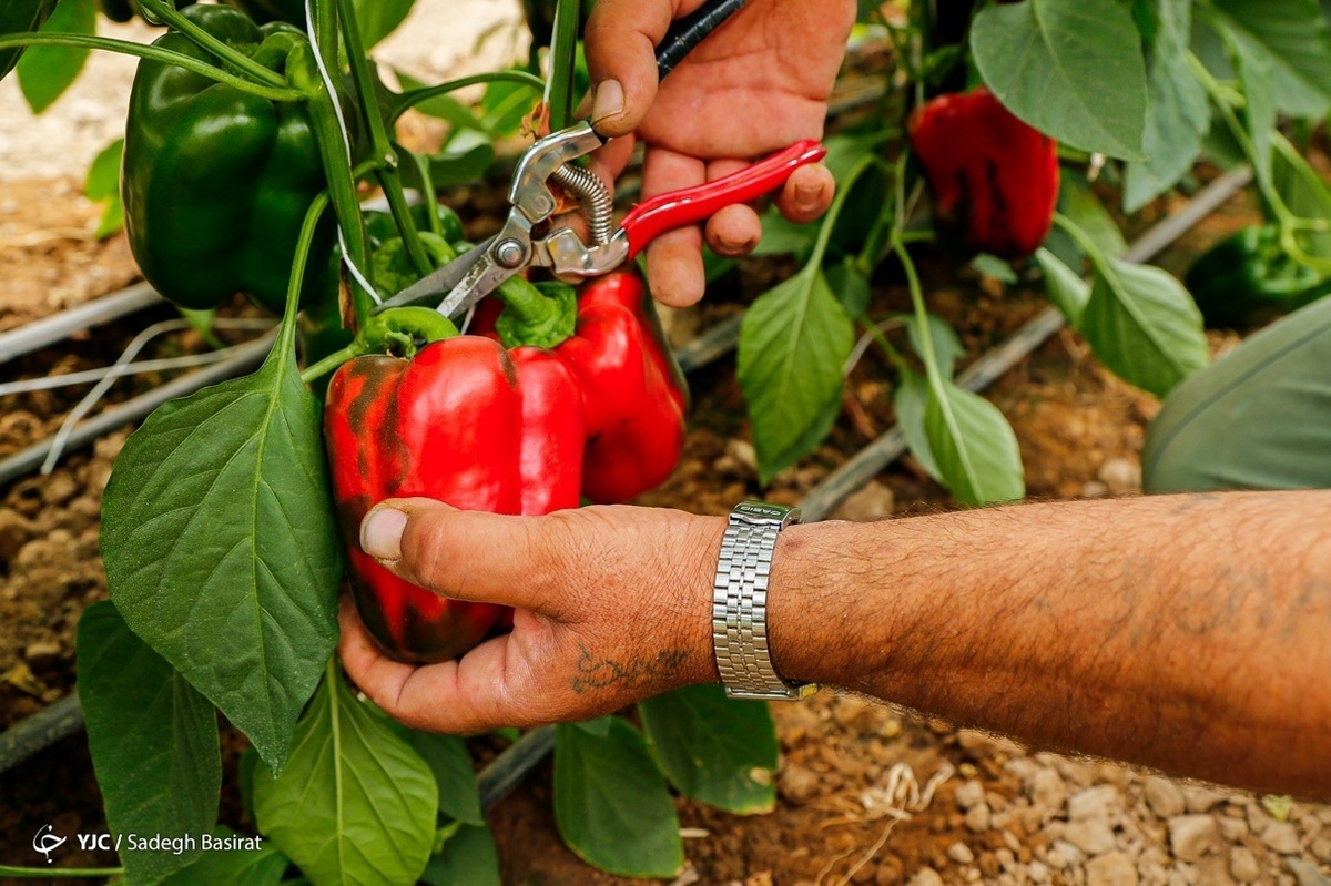 آخرین آسیاب آبی - مازندران