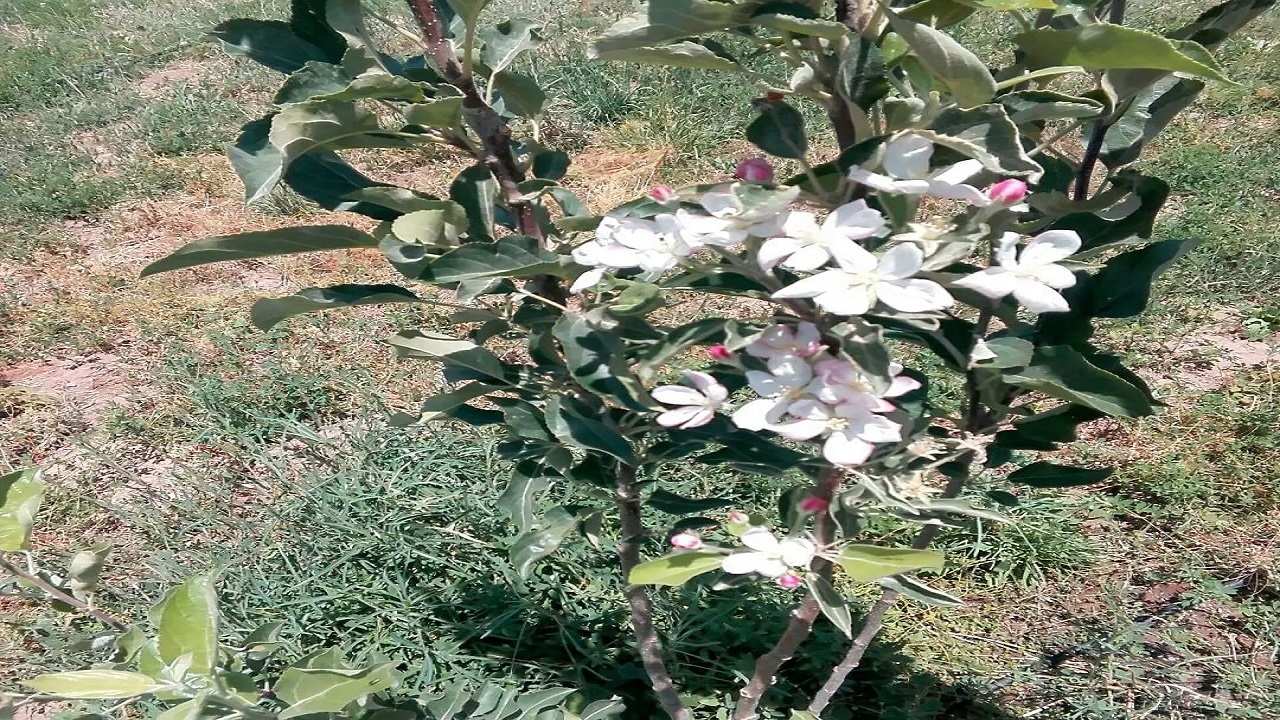 خودنمایی شکوفه درخت سیب به وقت تابستان + فیلم
