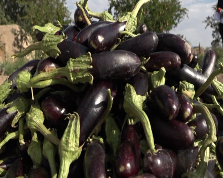 «ونگون»؛ سوغات تابستانی سمنان+ فیلم