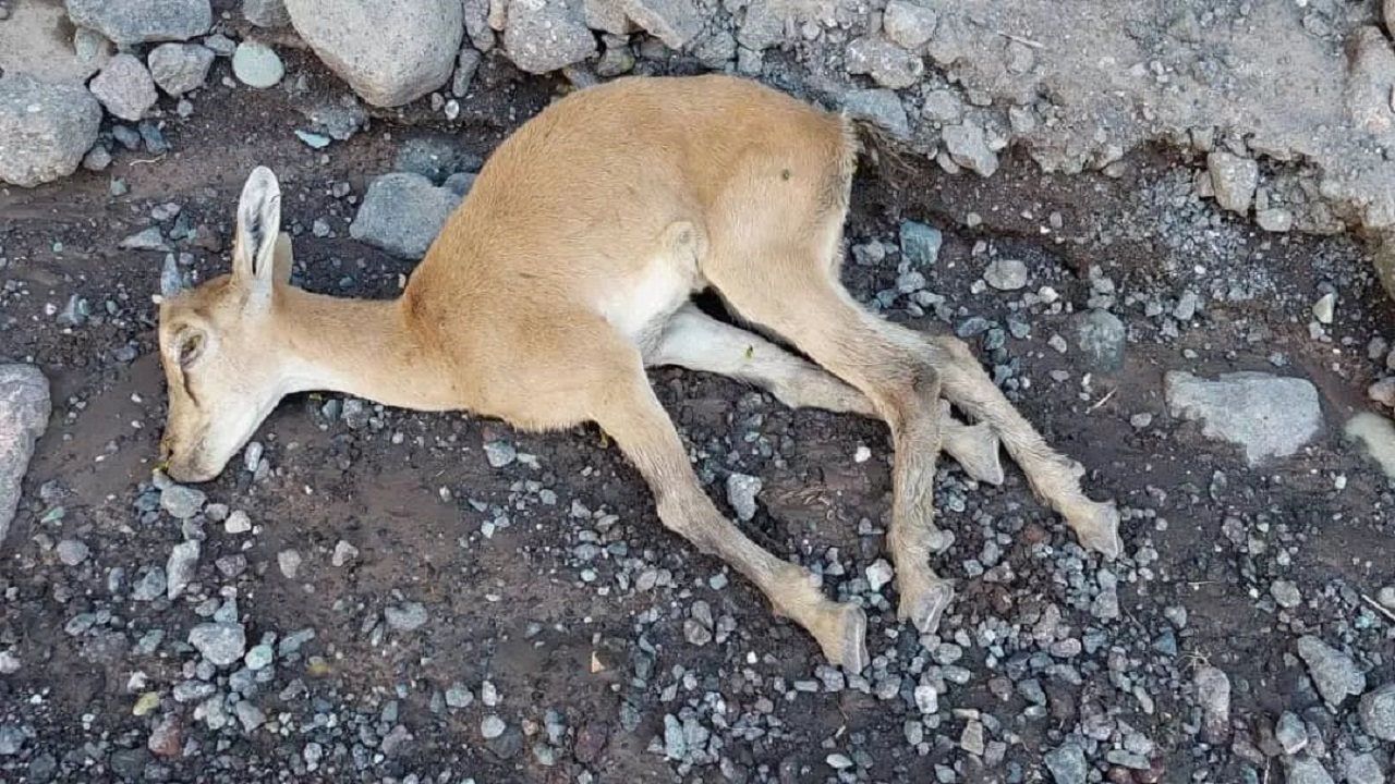 مهر تایید بر پیک جدید طاعون نشخوار کنندگان کوچک در البرز