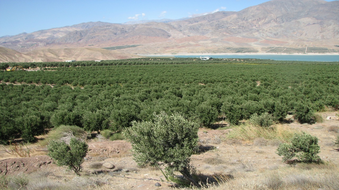 صدور مجوز گردشگری کشاورزی برای یک واحد تولیدی در استان قزوین