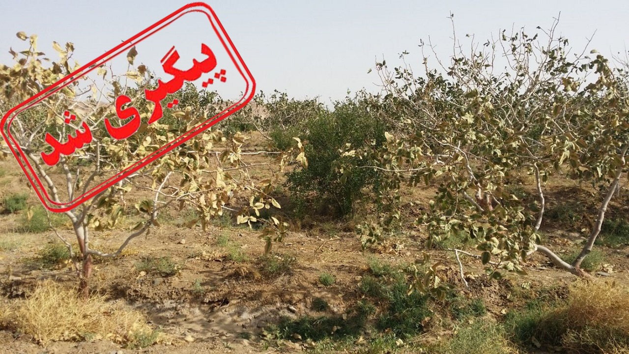 خشک شدن درختان جهان آباد به دلیل کم آب شدن گاماسیاب