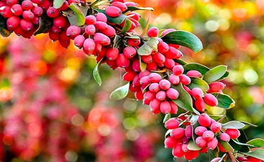 زرشک خراسان جنوبی