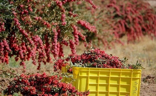 دانه های زرشک