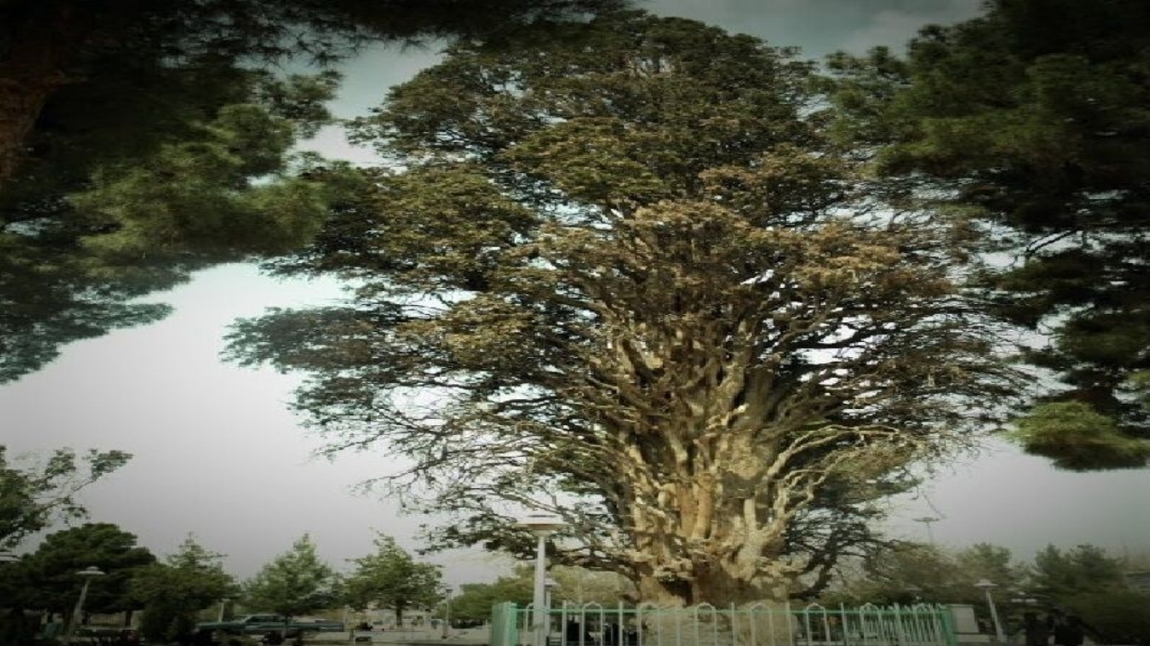 سرو تاریخی کاشمر، پیرترین موجود زنده در خراسان رضوی