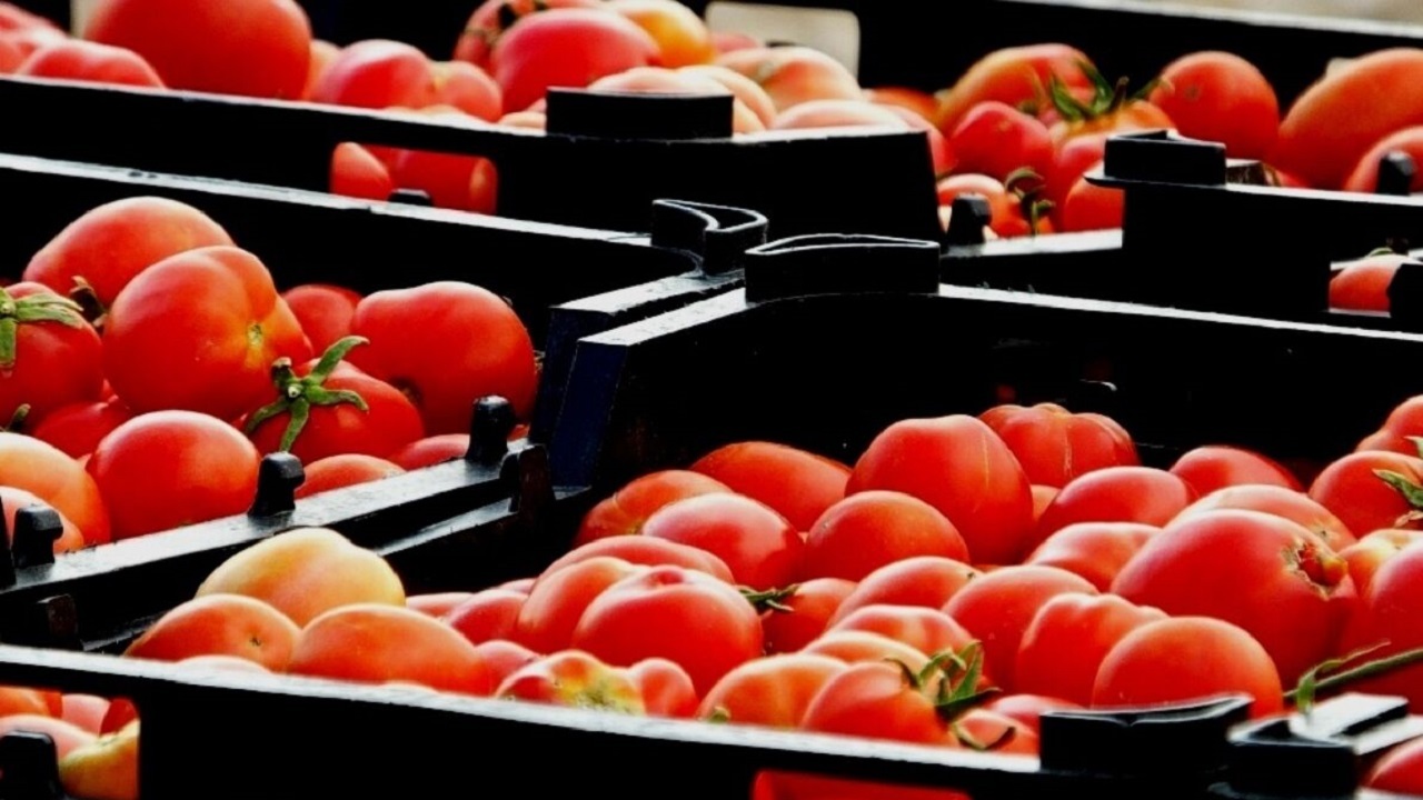 جزئیات اعمال عوارض صادراتی برای گوجه فرنگی