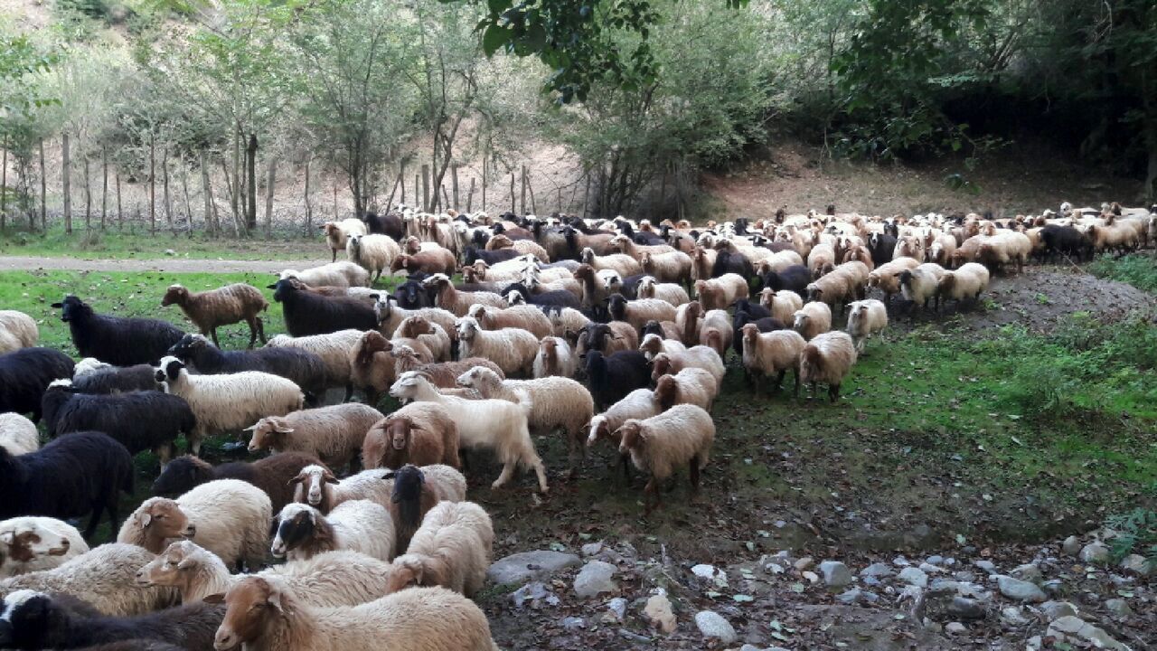 خروج دام ها از منطقه آلوده طالقان