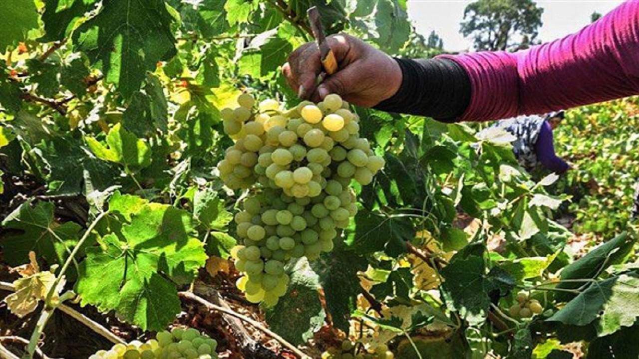 زنجره مو بلای جان تاکستانهای ابهر