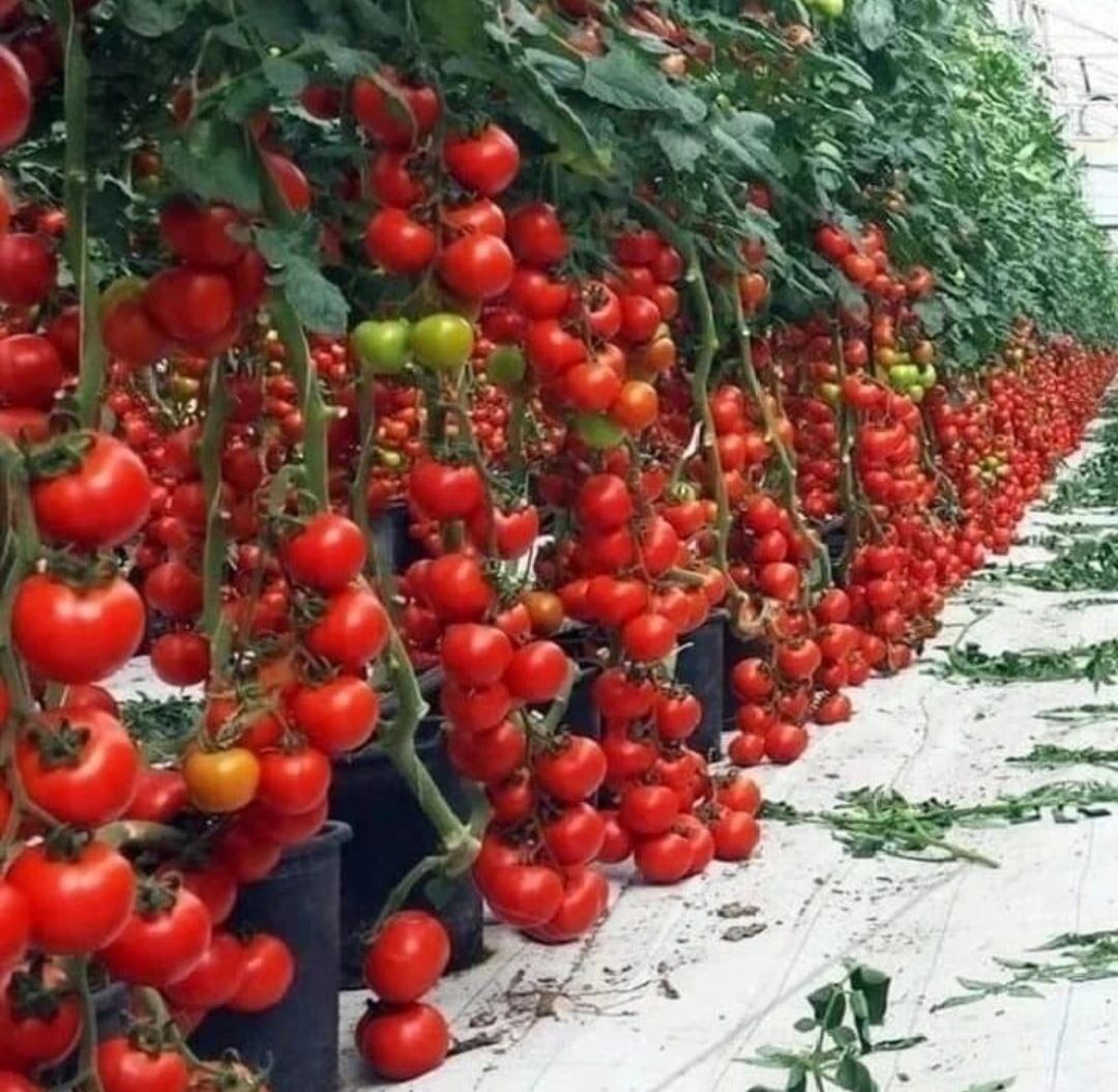 گوشه هایی از طبیعت نقاط مختلف کردستان به روایت تصاویر