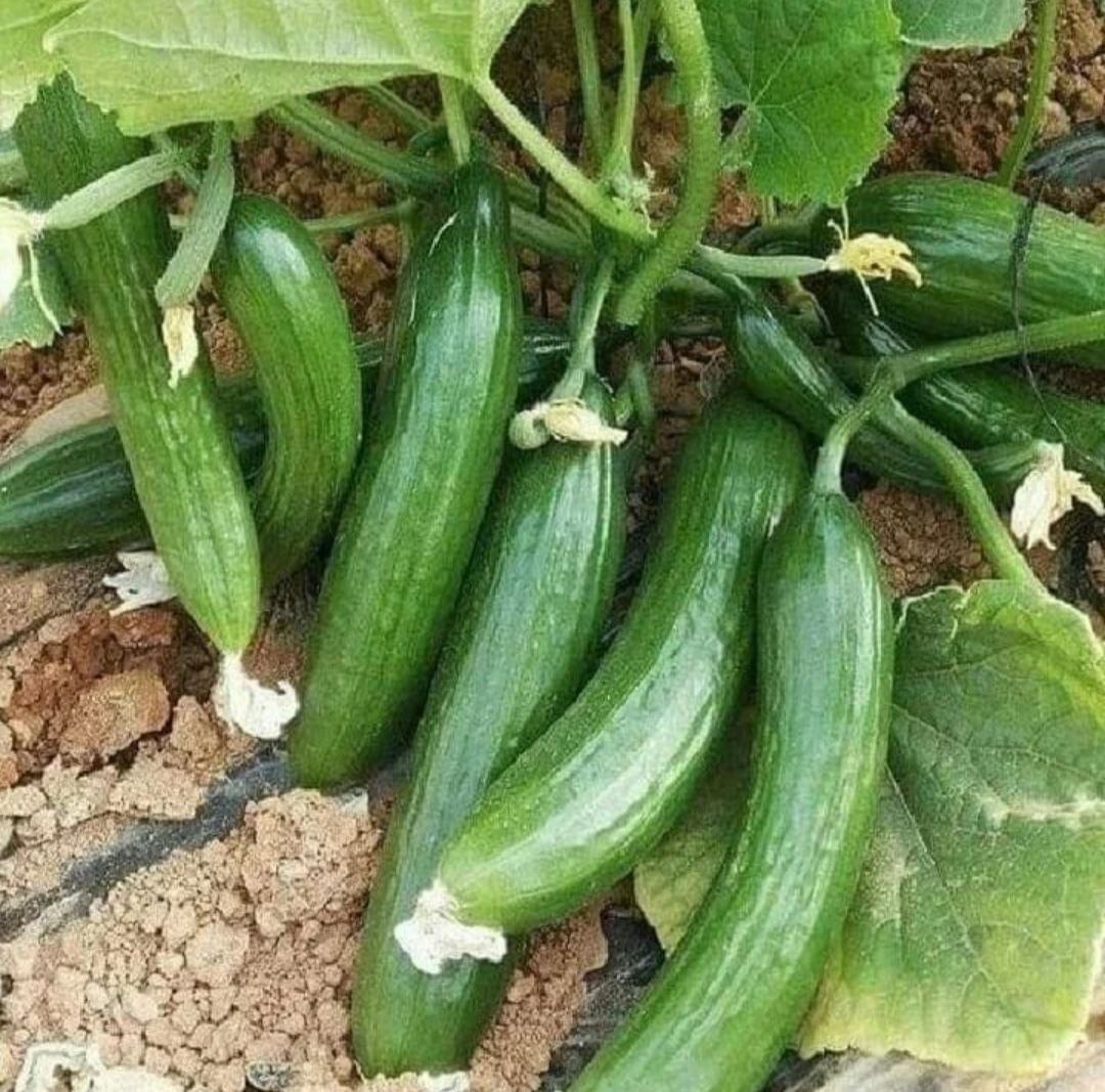 گوشه هایی از طبیعت نقاط مختلف کردستان به روایت تصاویر