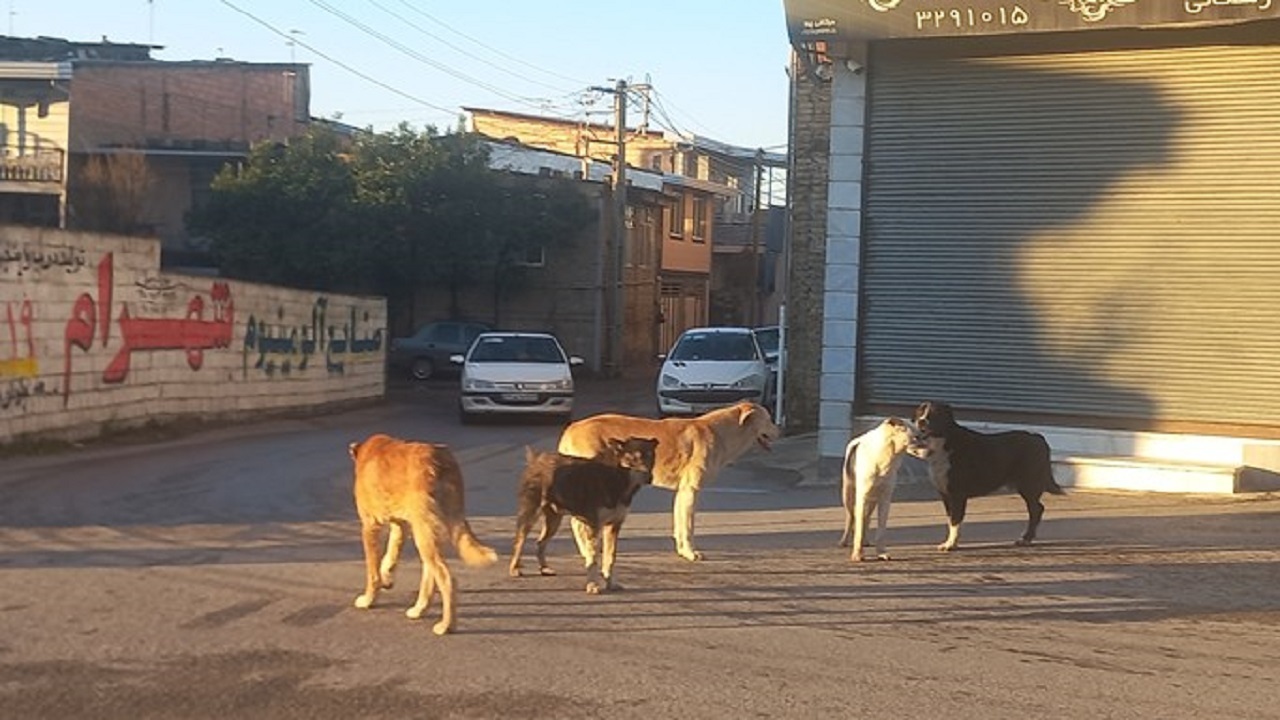 وقوع ۱۰ سگ گزیدگی در اصفهان