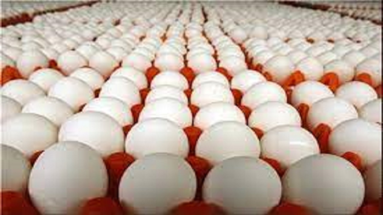 قیمت هر شانه تخم مرغ ۵ هزار تومان کمتر از نرخ مصوب